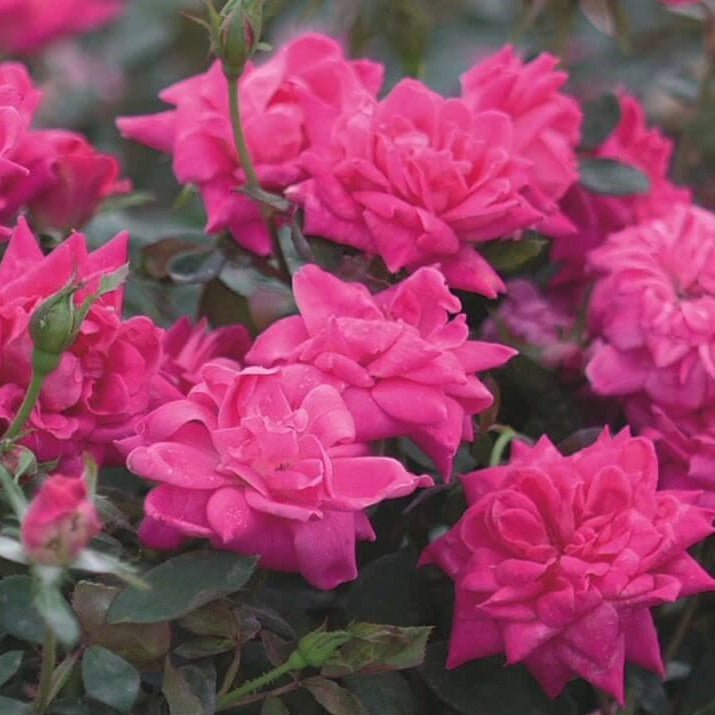 Double Pink Knock Out ®' Floribunda Roses garden rose bushes potted or bare root plants