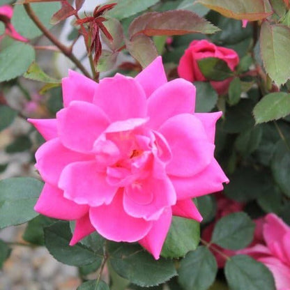 Double Pink Knock Out ®' Floribunda Roses garden rose bushes potted or bare root plants