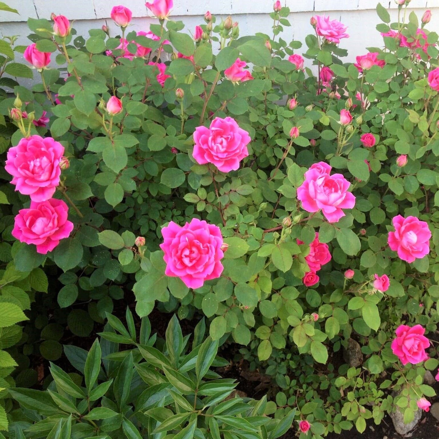 Double Pink Knock Out ®' Floribunda Roses garden rose bushes potted or bare root plants