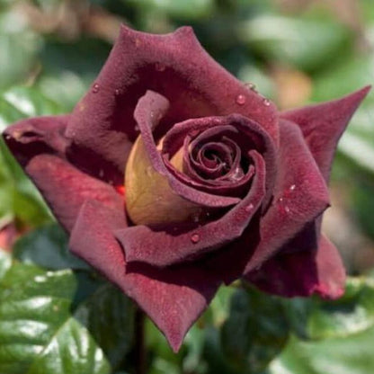 Eddy Mitchell ® Hybrid Tea Roses garden rose bushes potted or bare root plants