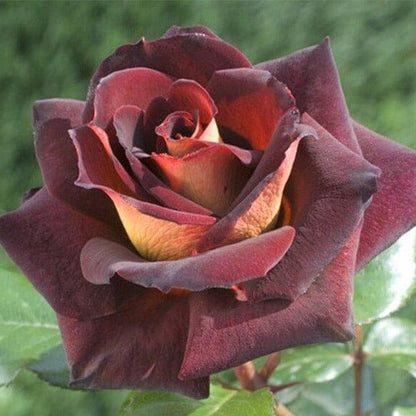 Eddy Mitchell ® Hybrid Tea Roses garden rose bushes potted or bare root plants