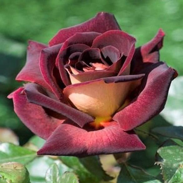 Eddy Mitchell ® Hybrid Tea Roses garden rose bushes potted or bare root plants