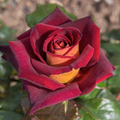 Eddy Mitchell ® Hybrid Tea Roses garden rose bushes potted or bare root plants