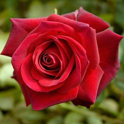 Edith Piaf ® Hybrid Tea Roses garden rose bushes potted or bare root plants