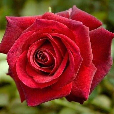 Edith Piaf ® Hybrid Tea Roses garden rose bushes potted or bare root plants