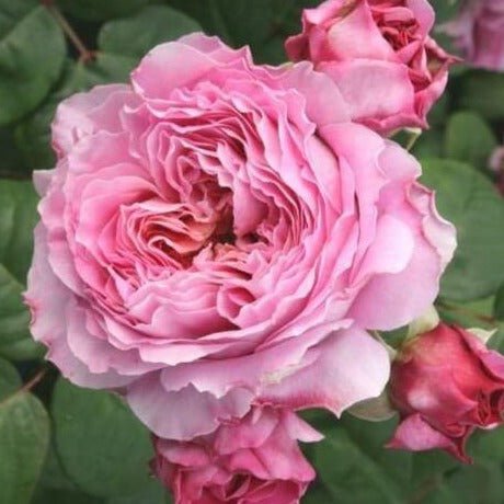 Eisvogel ® Plants garden rose bushes potted or bare root plants