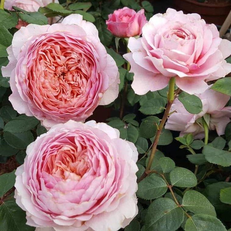 Eisvogel ® Plants garden rose bushes potted or bare root plants