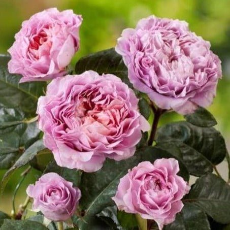 Eisvogel ® Plants garden rose bushes potted or bare root plants