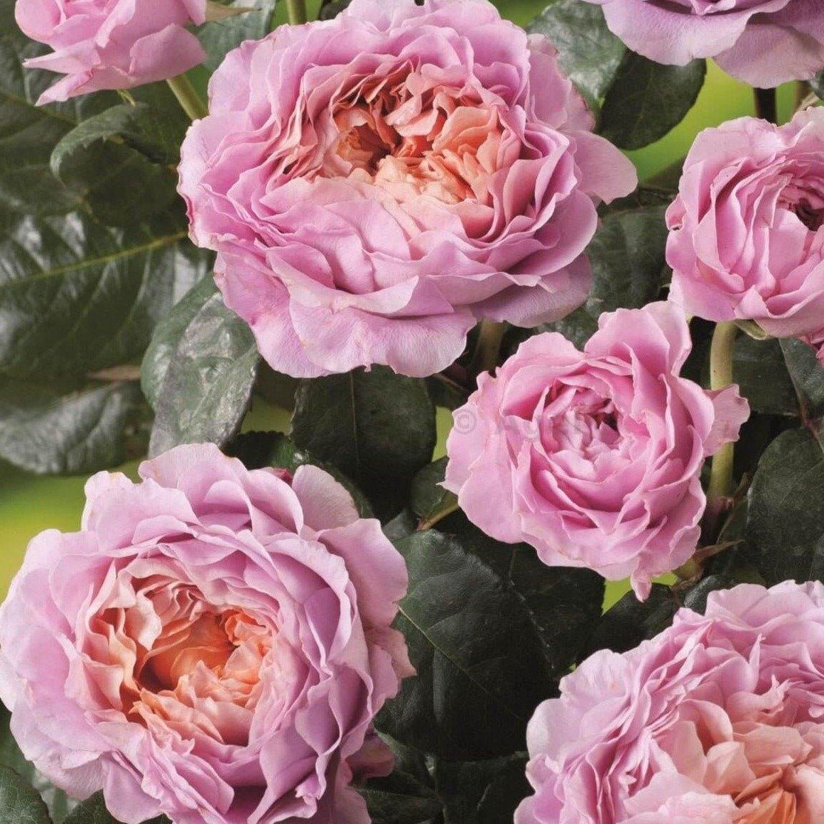 Eisvogel ® Plants garden rose bushes potted or bare root plants