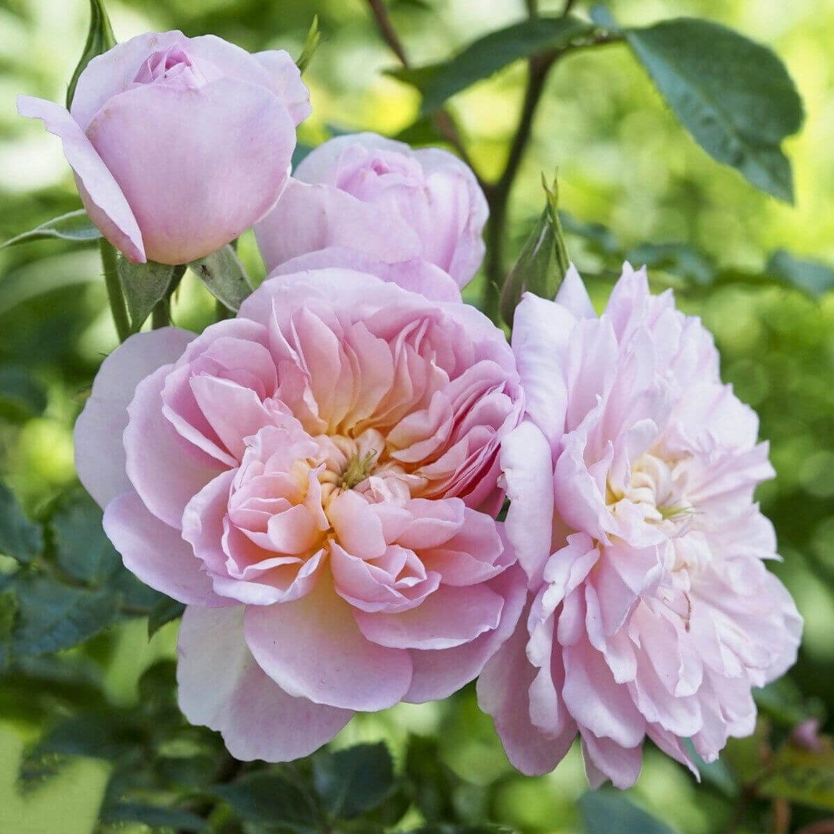 Floribunda Own Root Roses Elizabeth – elegant shrub rose with pale pink flowers and strong ...