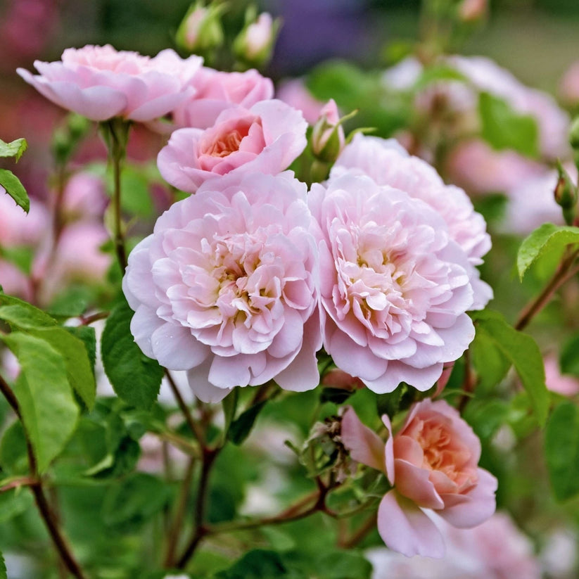 Floribunda Own Root Roses Elizabeth – elegant shrub rose with pale pink flowers and strong ...