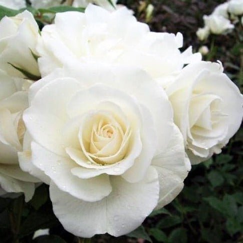 Tervis Roses Elvis – white hybrid tea rose with strong fragrance | Famous Roses ...