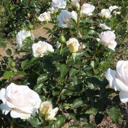 Tervis Roses Elvis – white hybrid tea rose with strong fragrance | Famous Roses ...