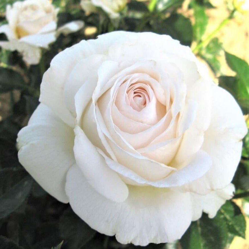 Tervis Roses Elvis – white hybrid tea rose with strong fragrance | Famous Roses ...