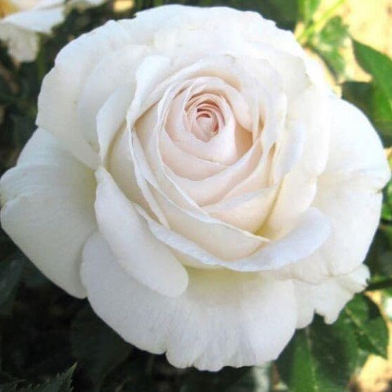 Elvis ® | Plants | Garden Rose Bush – Famous Roses World