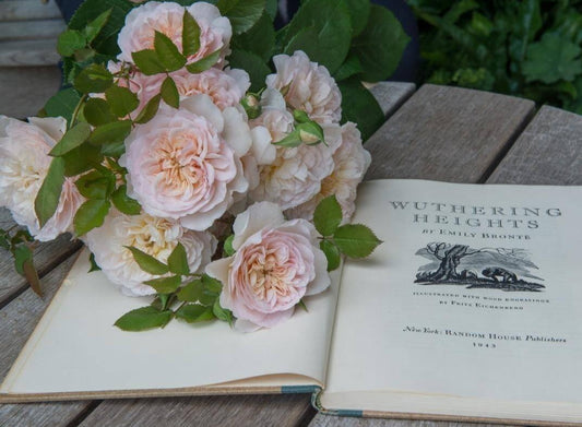 Emily Brontë ® Shrub Rose garden rose bushes potted or bare root plants