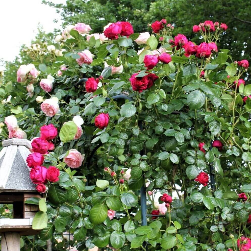 Eric Tabarly ( Red Eden Rose ) ® Climbing Roses garden rose bushes potted or bare root plants