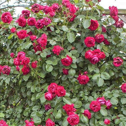 Eric Tabarly ( Red Eden Rose ) ® Climbing Roses garden rose bushes potted or bare root plants