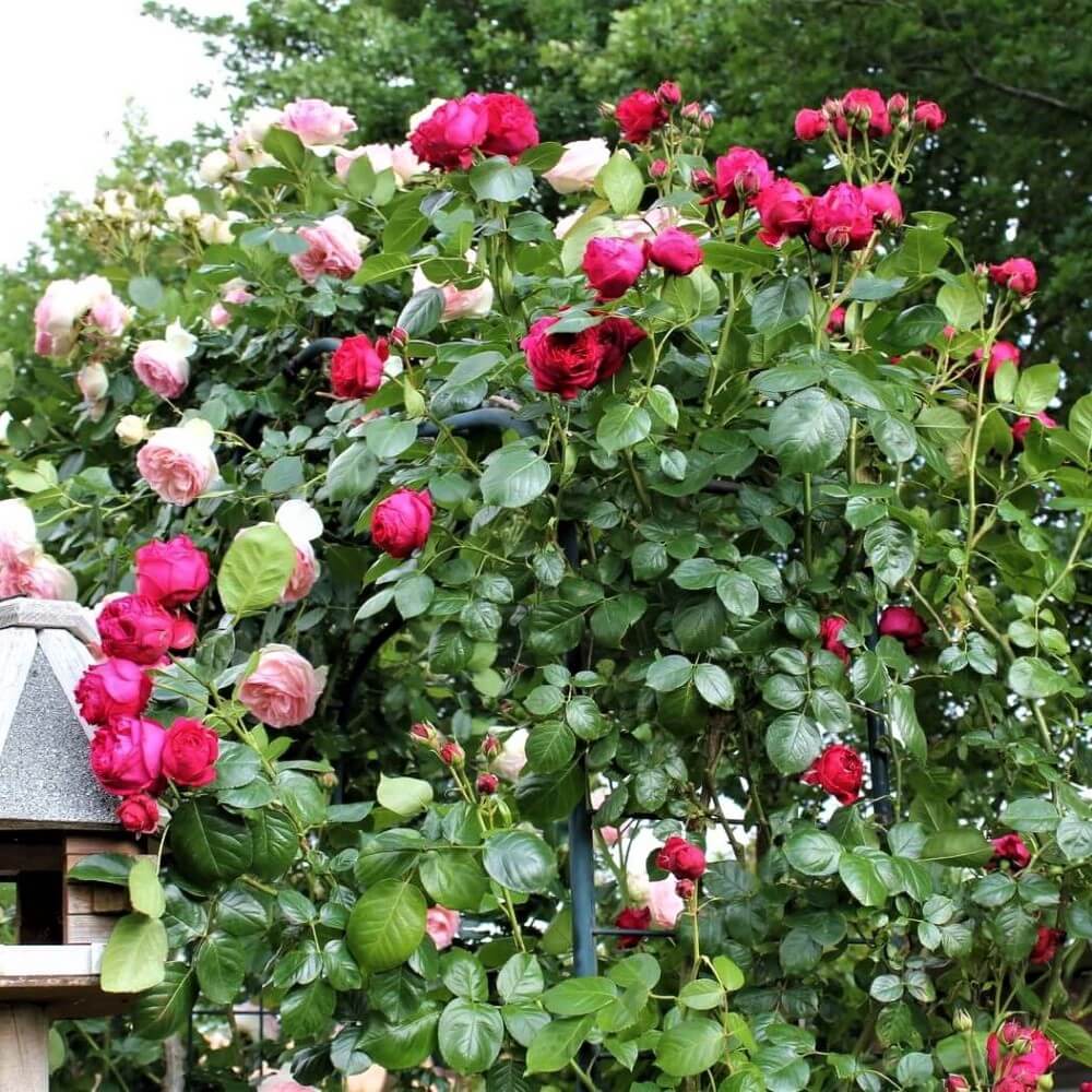 Eric Tabarly ( Red Eden Rose ) ® Climbing Roses garden rose bushes potted or bare root plants