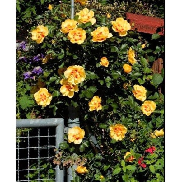 Eyeconic ® Climbing Roses garden rose bushes potted or bare root plants