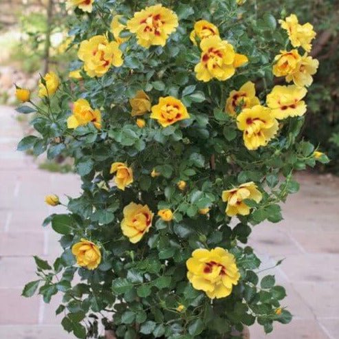 Eyeconic ® Climbing Roses garden rose bushes potted or bare root plants