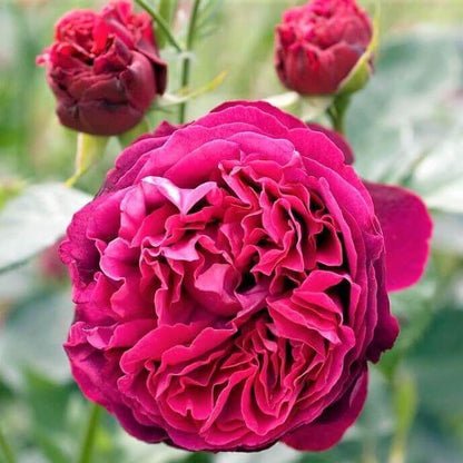 Falstaff ® Floribunda Roses garden rose bushes potted or bare root plants