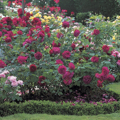 Falstaff ® Floribunda Roses garden rose bushes potted or bare root plants