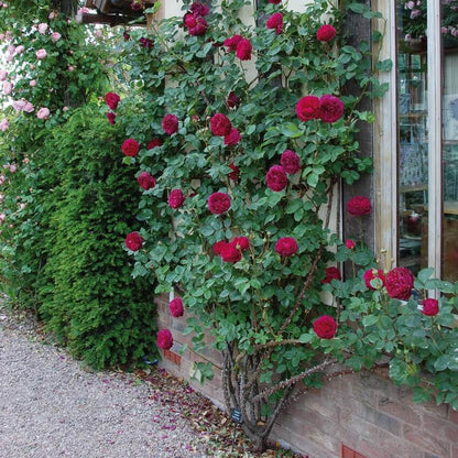 Falstaff ® Floribunda Roses garden rose bushes potted or bare root plants