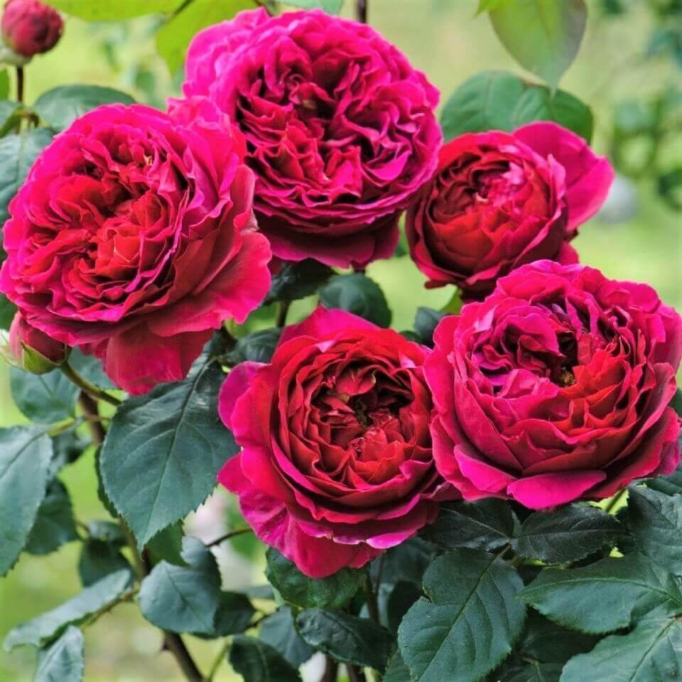 Falstaff ® Floribunda Roses garden rose bushes potted or bare root plants