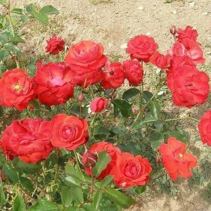 Foc de Tabara ® Floribunda Roses garden rose bushes potted or bare root plants