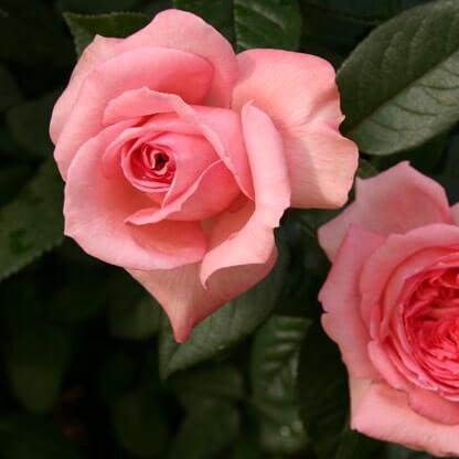 Fragonard ® Hybrid Tea Roses garden rose bushes potted or bare root plants