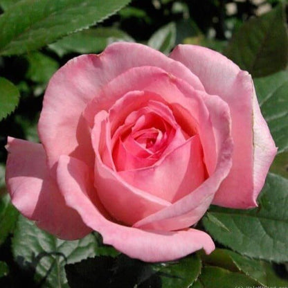 Fragonard ® Hybrid Tea Roses garden rose bushes potted or bare root plants