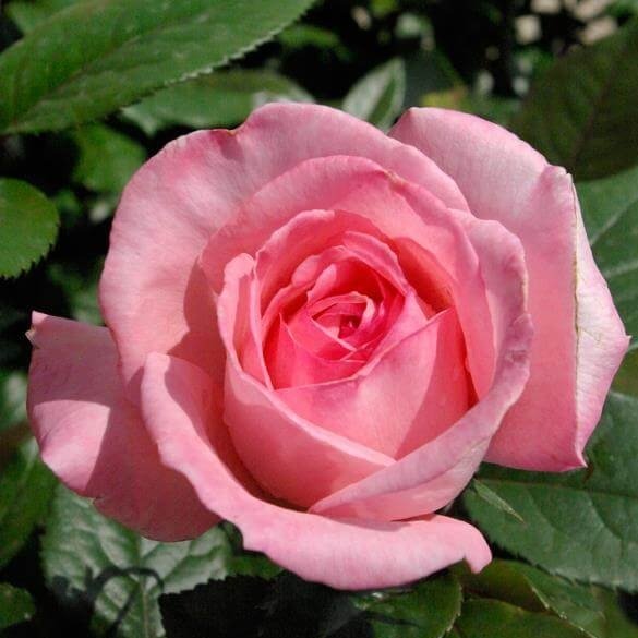 Fragonard ® Hybrid Tea Roses garden rose bushes potted or bare root plants