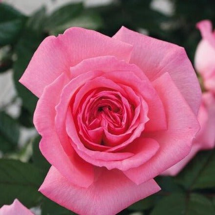 Fragonard ® Hybrid Tea Roses garden rose bushes potted or bare root plants