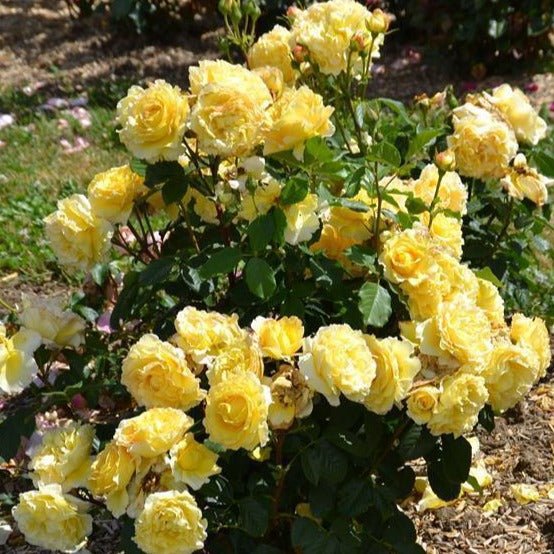 FRANCE INFO ®' Floribunda Roses garden rose bushes potted or bare root plants