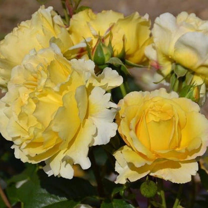 FRANCE INFO ®' Floribunda Roses garden rose bushes potted or bare root plants