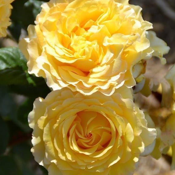 FRANCE INFO ®' Floribunda Roses garden rose bushes potted or bare root plants