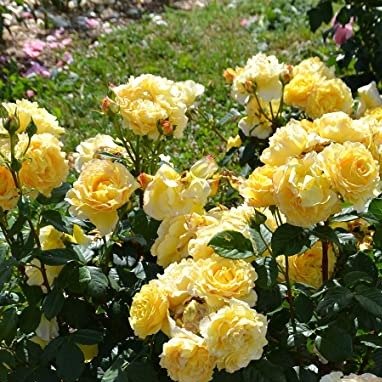 FRANCE INFO ®' Floribunda Roses garden rose bushes potted or bare root plants