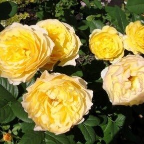 FRANCE INFO ®' Floribunda Roses garden rose bushes potted or bare root plants