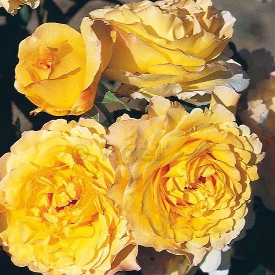 FRANCE INFO ®' Floribunda Roses garden rose bushes potted or bare root plants