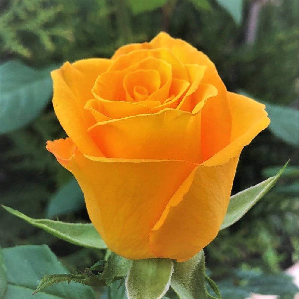 Yellow Tea Rose PlantFiles: The Largest Plant Identification Reference