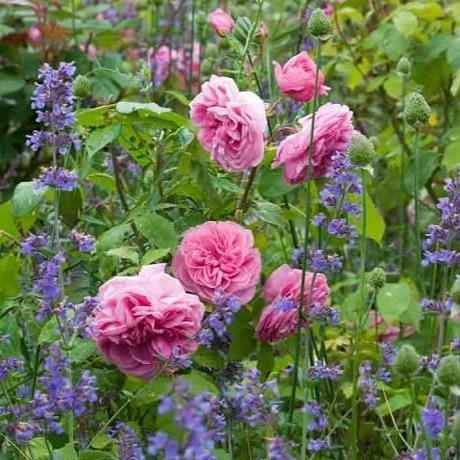 Gertrude Jekyll ® - English floribunda rose bred by David Austin
