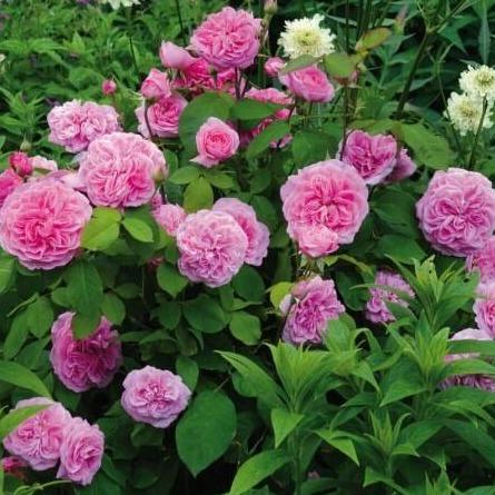 Gertrude Jekyll ® - English floribunda rose bred by David Austin