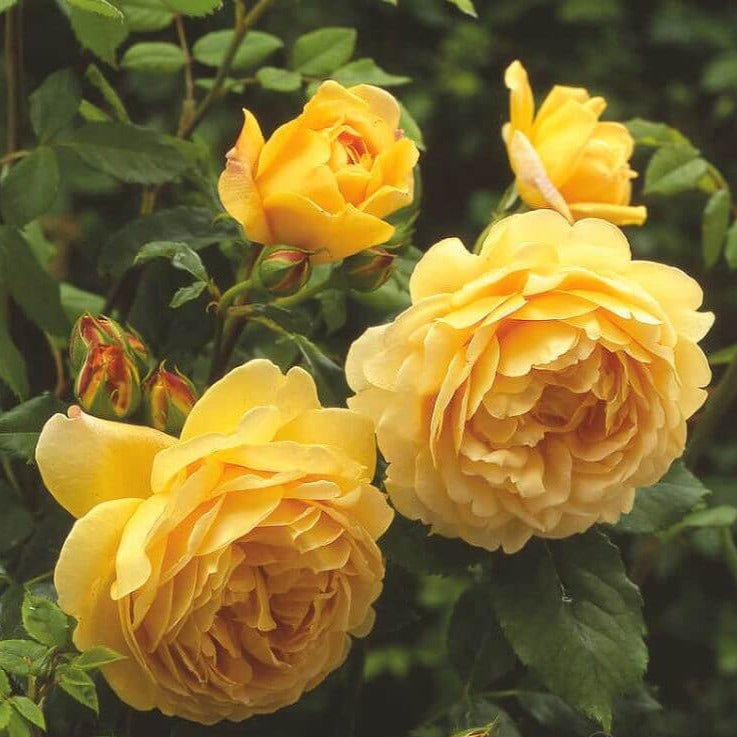 Golden Celebration ® English Shrub Rose garden rose bushes potted or bare root plants
