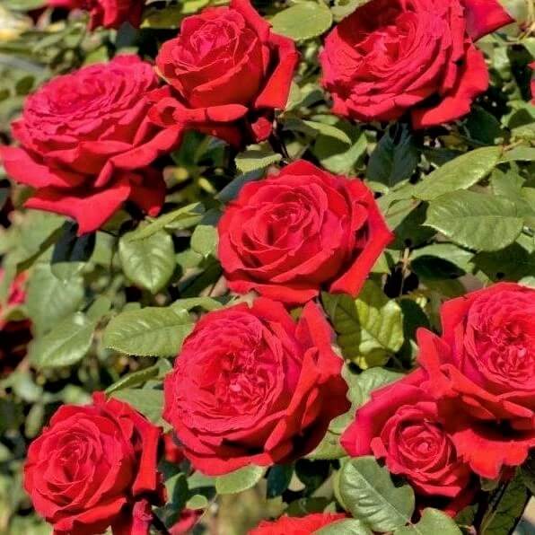 Gpt. Botero ® Climbing Roses garden rose bushes potted or bare root plants