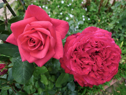 Gpt. Botero ® Climbing Roses garden rose bushes potted or bare root plants