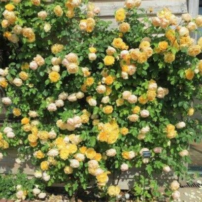 Gpt. Graham Thomas ® Climbing Roses garden rose bushes potted or bare root plants