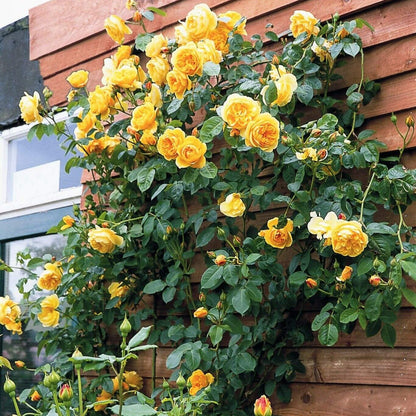 Gpt. Graham Thomas ® Climbing Roses garden rose bushes potted or bare root plants