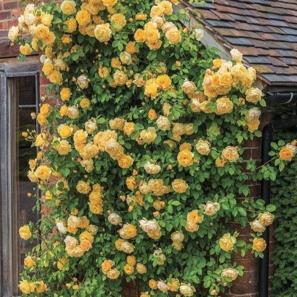 Gpt. Graham Thomas ® Climbing Roses garden rose bushes potted or bare root plants