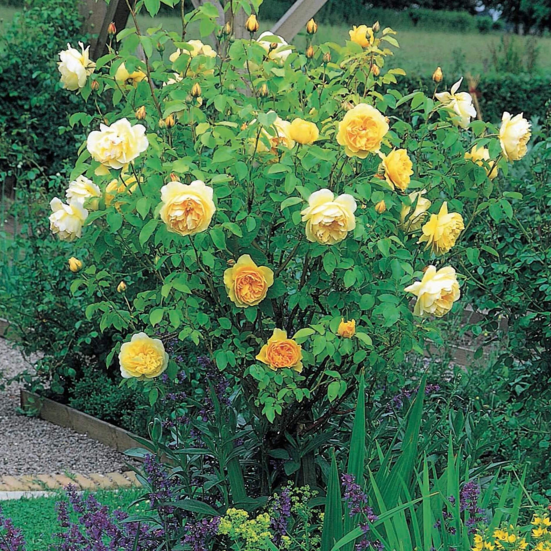 Gpt. Graham Thomas ® Climbing Roses garden rose bushes potted or bare root plants